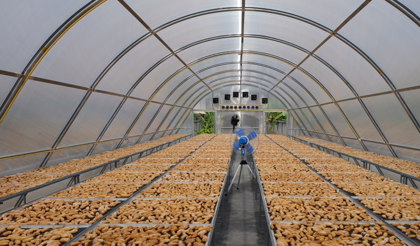 Nhà kính phơi sấy nông sản