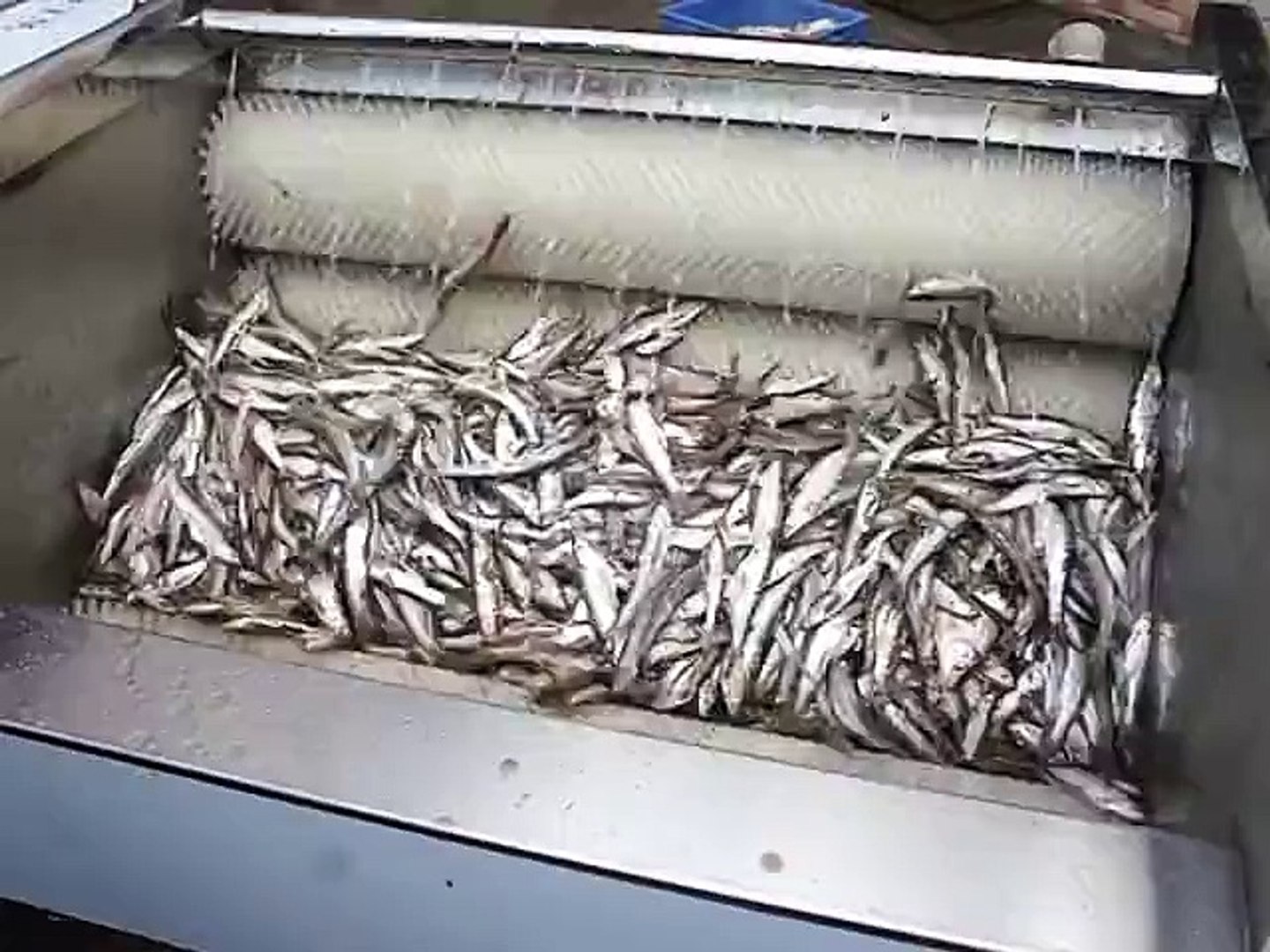 máy cạo vảy cá công nghiệp